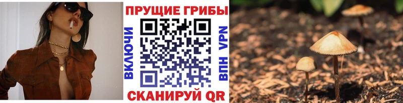 Псилоцибиновые грибы Psilocybe Купить где Кохма